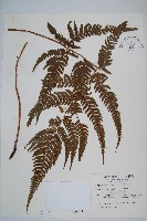 南海鱗毛蕨藏品圖，第1張