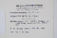 南海鱗毛蕨藏品圖，第2張