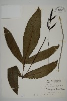 沙皮蕨藏品圖，第1張