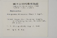 沙皮蕨藏品圖，第2張