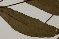 沙皮蕨藏品圖，第3張