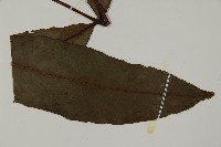 沙皮蕨藏品圖，第4張