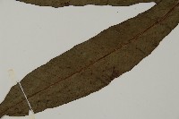 沙皮蕨藏品圖，第5張