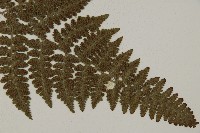 腫足蕨藏品圖，第3張