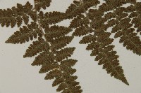 腫足蕨藏品圖，第4張