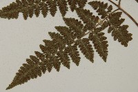 腫足蕨藏品圖，第5張