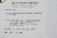 毛苞擬複葉耳蕨藏品圖，第2張