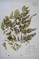 毛苞擬複葉耳蕨藏品圖，第1張