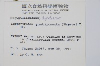 毛苞擬複葉耳蕨藏品圖，第2張