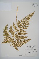 毛苞擬複葉耳蕨藏品圖，第1張