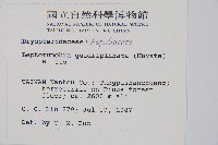 毛苞擬複葉耳蕨藏品圖，第2張