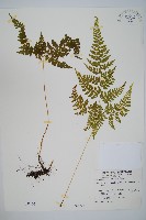 毛苞擬複葉耳蕨藏品圖，第1張