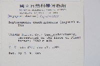 毛苞擬複葉耳蕨藏品圖，第2張