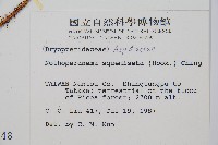 阿里山肉刺蕨、肉刺蕨藏品圖，第2張