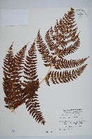 柄囊蕨藏品圖，第1張