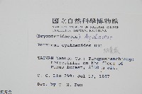 柄囊蕨藏品圖，第2張