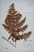 柄囊蕨藏品圖，第1張