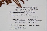 柄囊蕨藏品圖，第2張