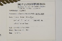 網脈突齒蕨藏品圖，第2張