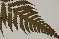 網脈突齒蕨藏品圖，第3張