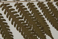 網脈突齒蕨藏品圖，第4張