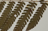 網脈突齒蕨藏品圖，第5張