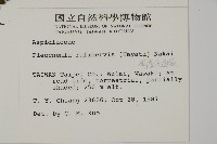 網脈突齒蕨藏品圖，第2張