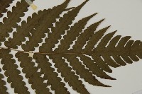 網脈突齒蕨藏品圖，第3張