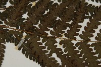 網脈突齒蕨藏品圖，第4張