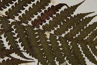 網脈突齒蕨藏品圖，第5張