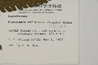 網脈突齒蕨藏品圖，第2張