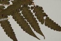 網脈突齒蕨藏品圖，第3張