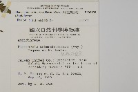 網脈突齒蕨藏品圖，第2張