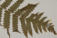 網脈突齒蕨藏品圖，第3張