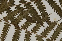 網脈突齒蕨藏品圖，第4張