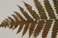 網脈突齒蕨藏品圖，第5張