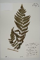 網脈突齒蕨藏品圖，第1張