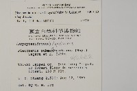 網脈突齒蕨藏品圖，第2張