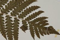 網脈突齒蕨藏品圖，第3張