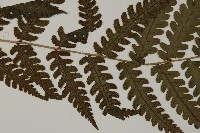 網脈突齒蕨藏品圖，第4張