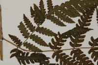 網脈突齒蕨藏品圖，第5張