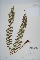 臺東耳蕨藏品圖，第1張