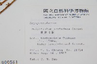 臺東耳蕨藏品圖，第2張