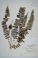 臺東耳蕨藏品圖，第1張