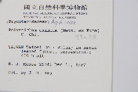 阿里山耳蕨藏品圖，第2張