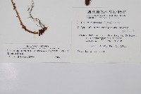 鐮葉耳蕨藏品圖，第2張