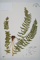 臺灣耳蕨藏品圖，第1張