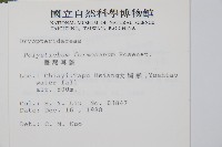 臺灣耳蕨藏品圖，第2張