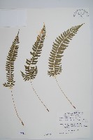 韓氏耳蕨藏品圖，第1張