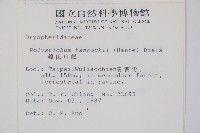 韓氏耳蕨藏品圖，第2張